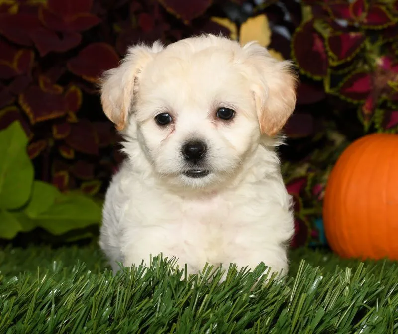 a dog breed called teddy bear