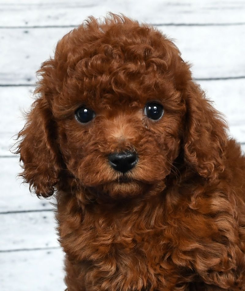 Cavapoo