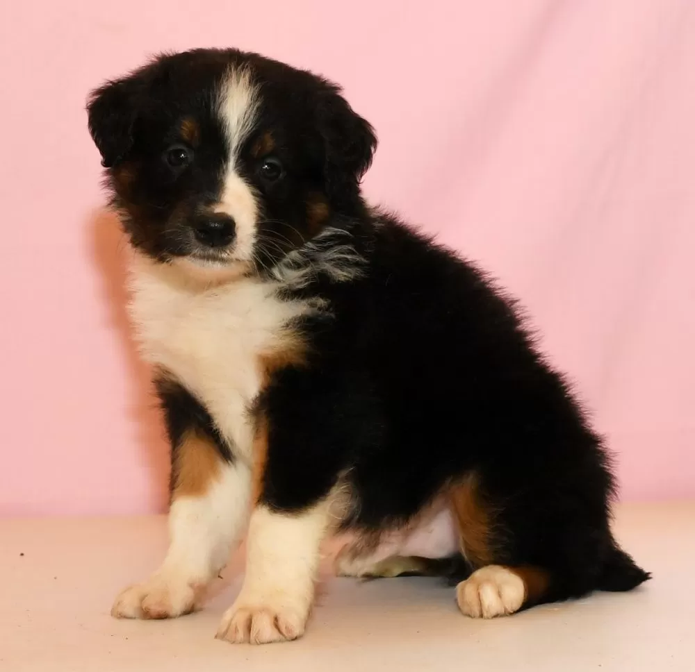 Mini Australian Shepherd