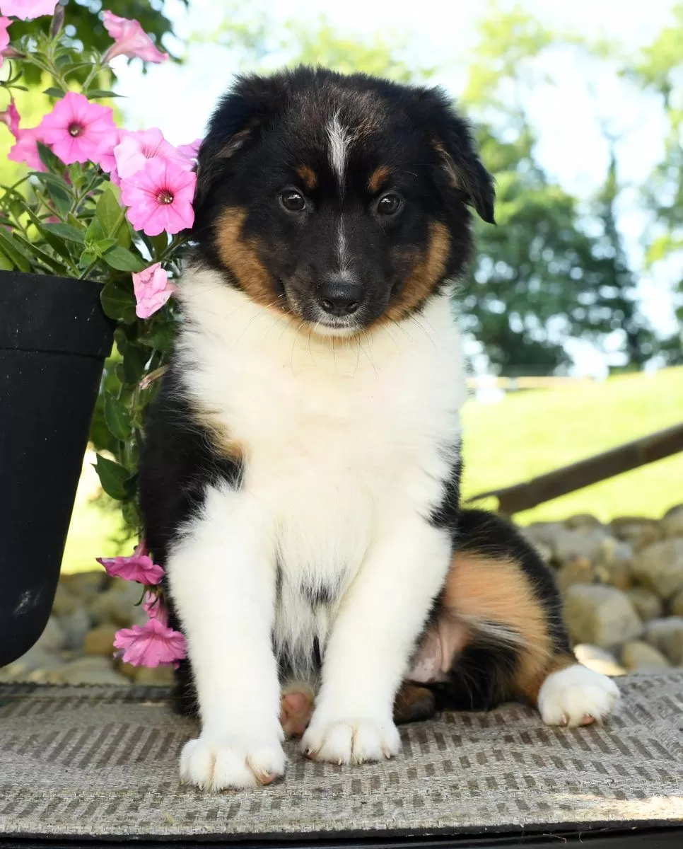 Australian Shepherd