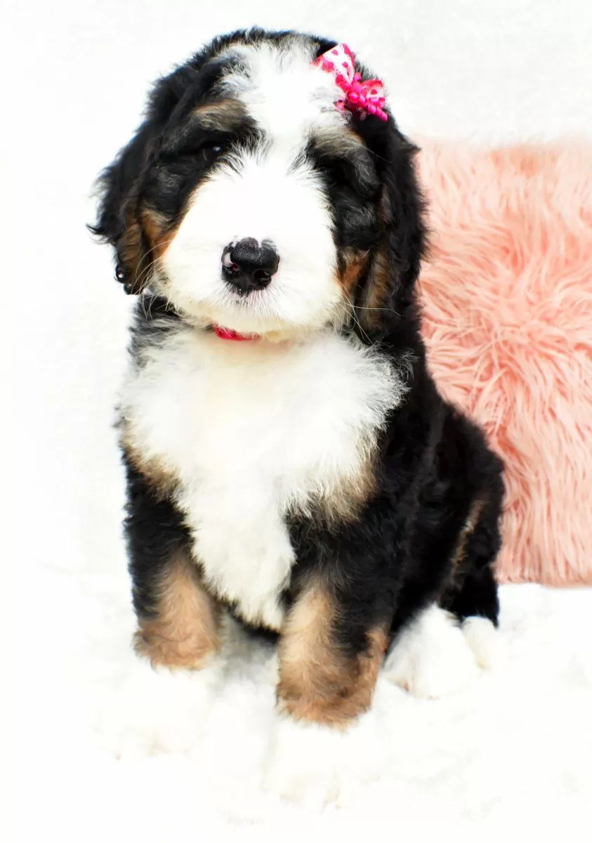 Bernedoodle