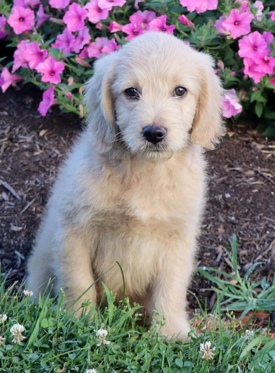 Mini Goldendoodle