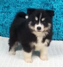 Pomsky