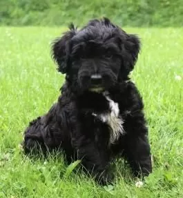 Aussiedoodle