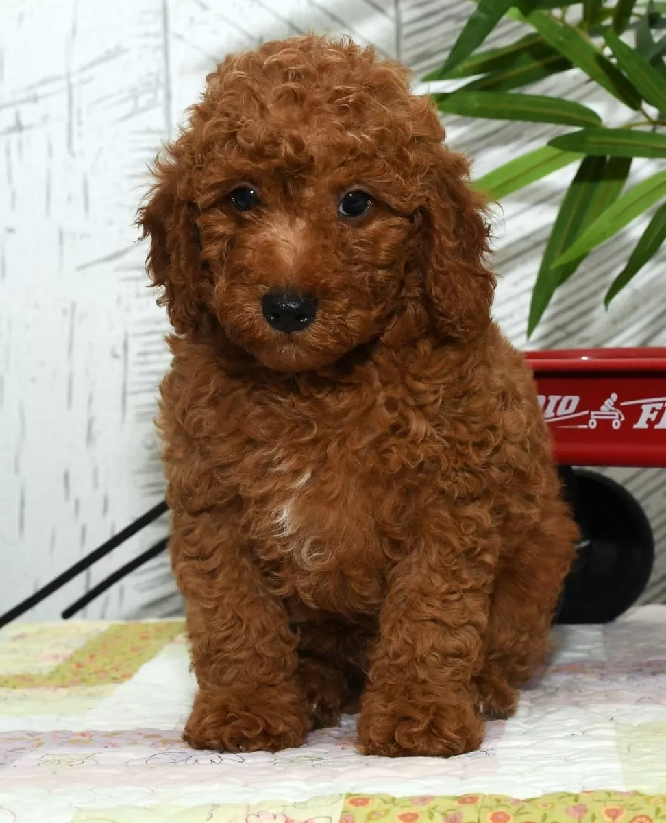 Mini Poodle