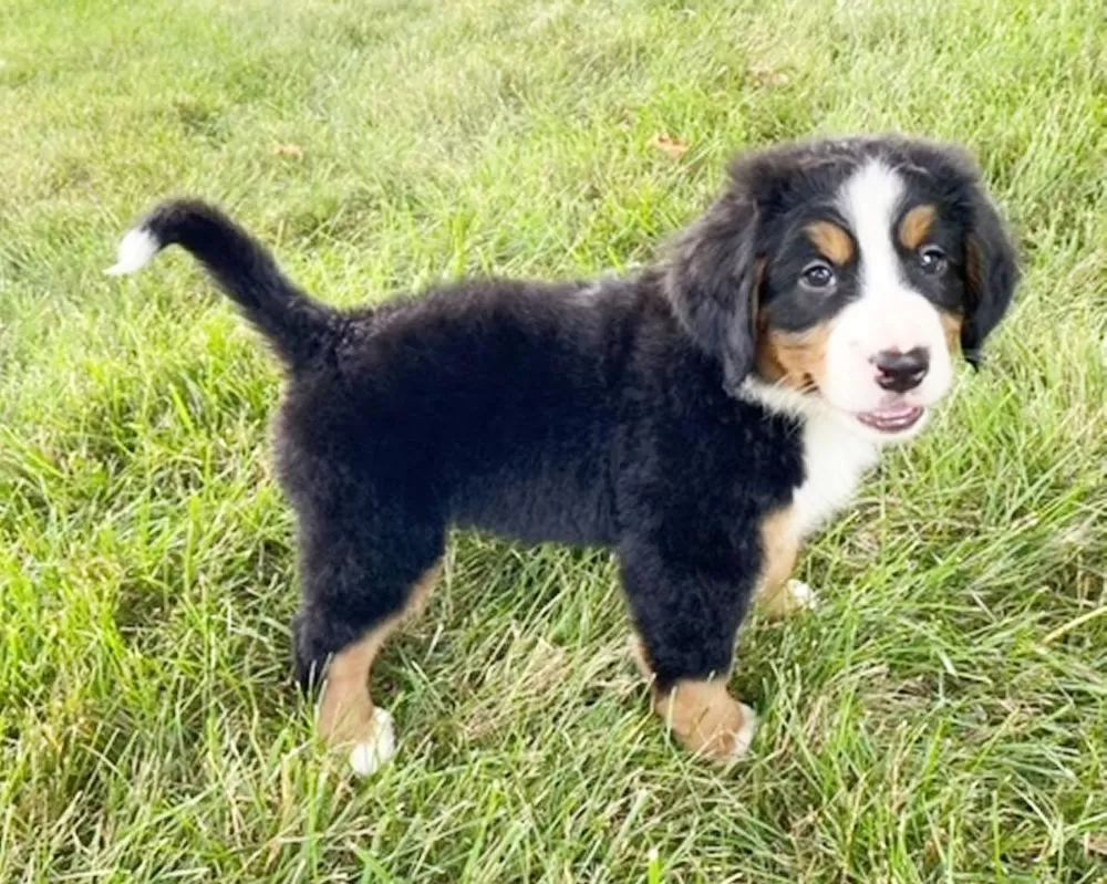 Bernese Mountain Dog