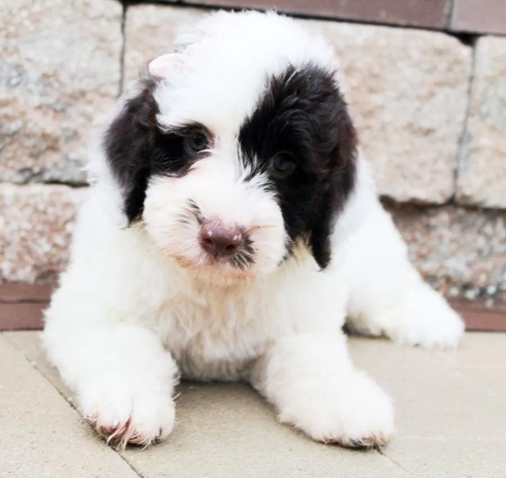 Portuguese Water Dog