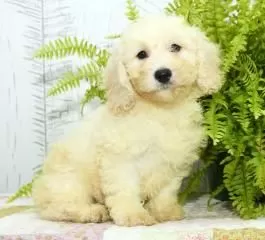 Bichon Mix