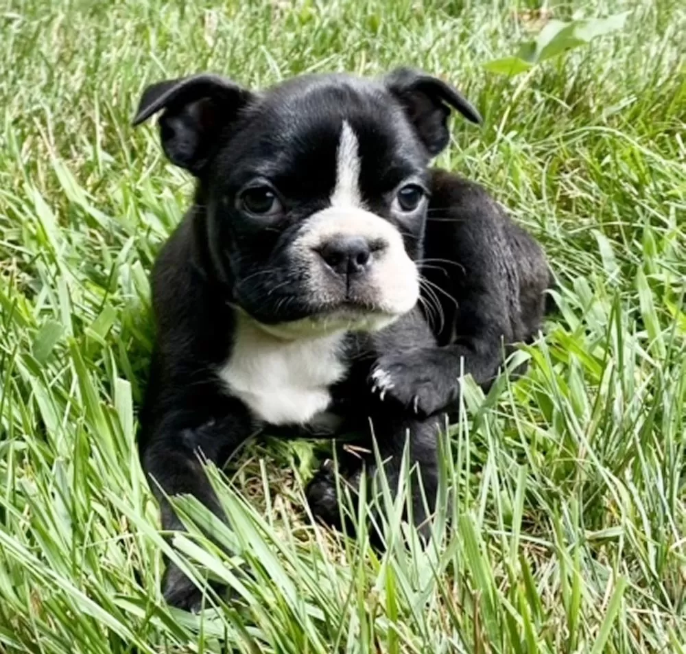 Boston Terrier