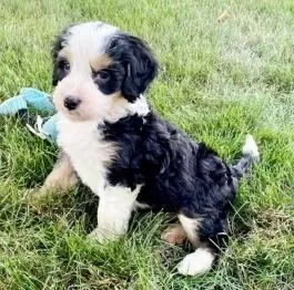 Mini Bernedoodle