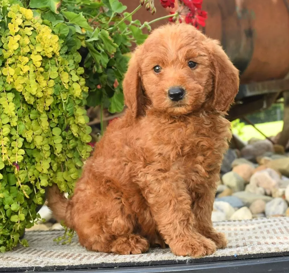 Mini Labradoodle